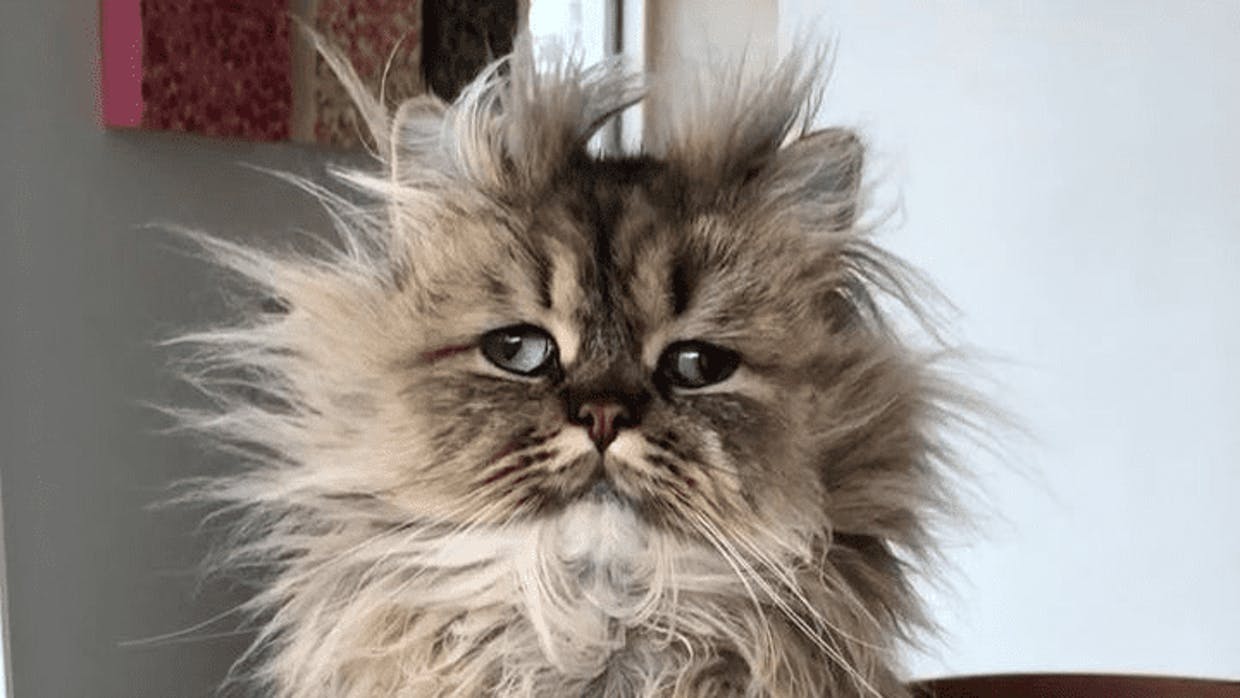 Волосы дыбом у кота