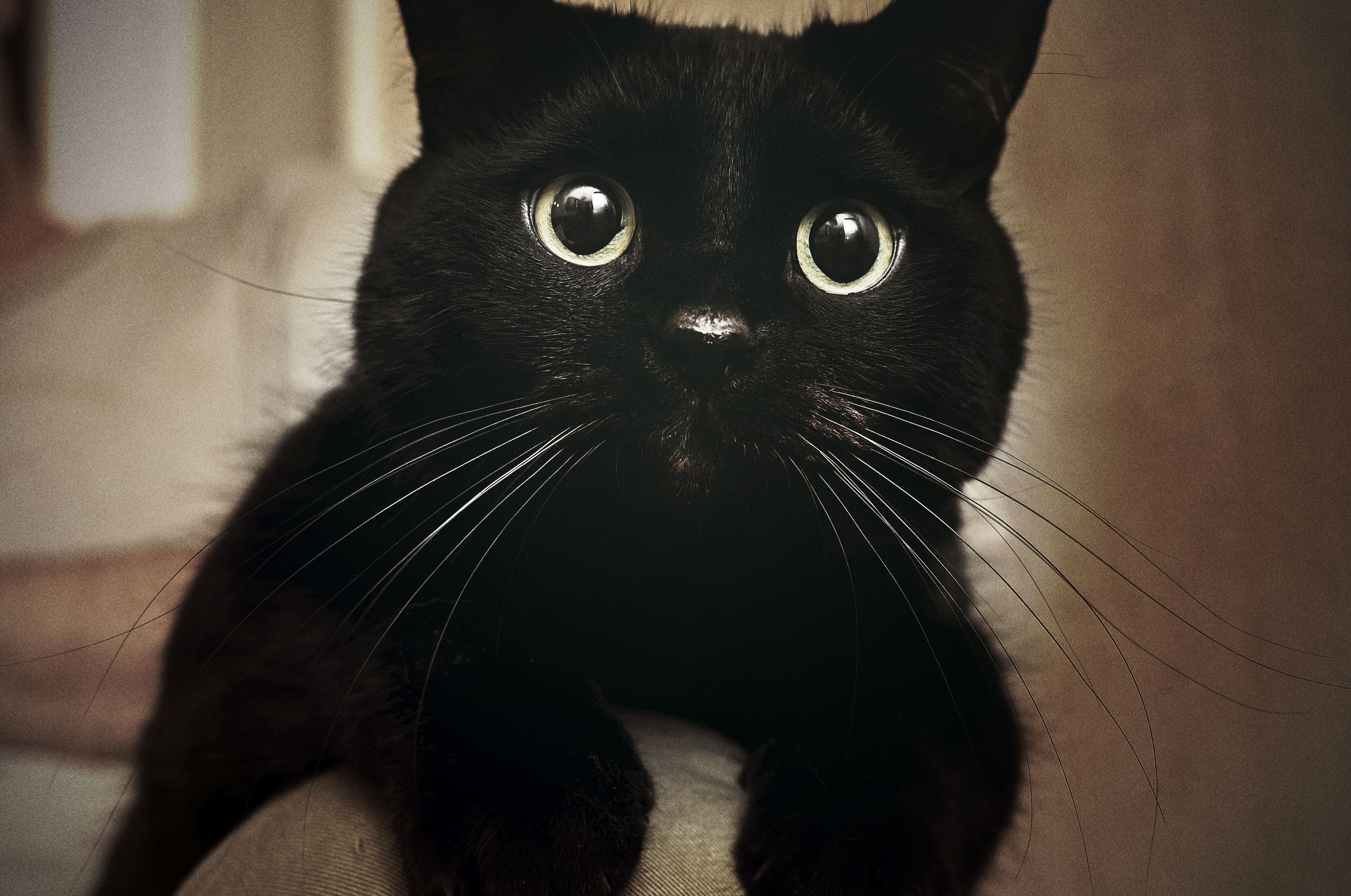 Черный кот с черными глазами